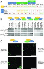 GFP Antibody in Western Blot (WB)