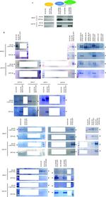 GFP Antibody in Western Blot (WB)