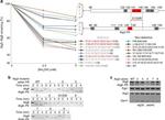 DPM1 Antibody in Western Blot (WB)