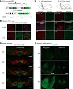 Pseudorabies Virus Antibody in Immunohistochemistry (IHC)