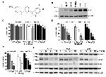 BMI-1 Antibody in Western Blot (WB)