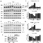 BMI-1 Antibody in Western Blot (WB)