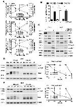 BMI-1 Antibody in Western Blot (WB)
