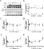 Phospho-SP1 (Thr453) Antibody in Western Blot (WB)