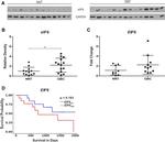 eIF6 Antibody in Western Blot (WB)