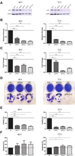 eIF6 Antibody in Western Blot (WB)