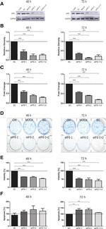 eIF6 Antibody in Western Blot (WB)