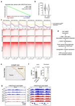 COMP Antibody in Immunohistochemistry (IHC)