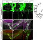 VE-cadherin Antibody in Immunohistochemistry, Immunocytochemistry (IHC, ICC/IF)
