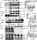 GSDMD Antibody in Western Blot (WB)