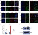 SOX8 Antibody in Immunohistochemistry, Immunocytochemistry (IHC, ICC/IF)