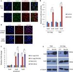 SOX8 Antibody in Western Blot, Immunocytochemistry (WB, ICC/IF)