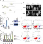SOX8 Antibody in Western Blot (WB)