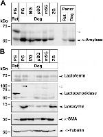 Lysozyme Antibody in Western Blot (WB)