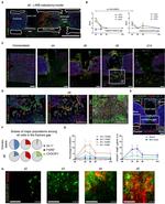 Ly-6C Monoclonal Antibody (ER-MP20), Biotin