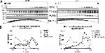 RUFY1 Antibody in Western Blot (WB)