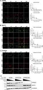 RUFY1 Antibody in Western Blot (WB)