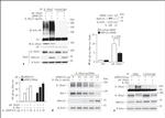 TRAC-1 Antibody in Western Blot (WB)