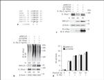 TRAC-1 Antibody in Western Blot (WB)