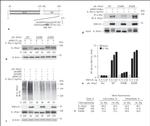 TRAC-1 Antibody in Western Blot (WB)