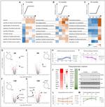 HEBP1 Antibody in Western Blot (WB)