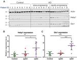 HEBP1 Antibody in Western Blot (WB)