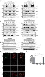 HEBP1 Antibody in Western Blot (WB)