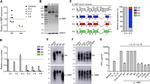 6x-His Tag Antibody in Western Blot (WB)