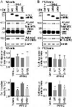 6x-His Tag Antibody in Western Blot (WB)