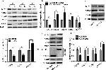 CKS1 Antibody in Western Blot (WB)