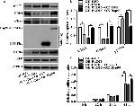 CKS1 Antibody in Western Blot (WB)