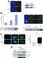 XPA Antibody in Western Blot (WB)