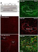 PPARGC1A Antibody in Western Blot, Immunohistochemistry (WB, IHC)