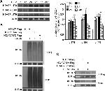 Phospho-HDAC7 (Ser155) Antibody in Western Blot (WB)