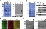 Triadin Antibody in Western Blot (WB)