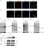 Vimentin Antibody in Immunohistochemistry, Immunocytochemistry, Immunoprecipitation (IHC, ICC/IF, IP)