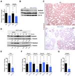 Phospho-STAT5 alpha (Tyr694) Antibody in Immunohistochemistry (IHC)