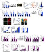 ZC3H10 Antibody in Western Blot (WB)