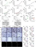 CD3e Antibody in Immunohistochemistry (IHC)