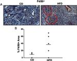 F4/80 Antibody in Immunohistochemistry (IHC)