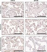HTR1A Antibody in Immunohistochemistry (IHC)
