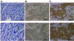 PEG3 Antibody in Immunohistochemistry (IHC)