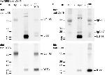Destrin Antibody in Western Blot, Immunoprecipitation (WB, IP)