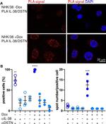 Destrin Antibody in Immunocytochemistry (ICC/IF)