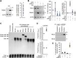 Bcl-3 Antibody in Western Blot, Gel Shift (WB, EMSA)