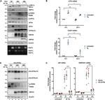 KSHV ORF45 Antibody in Western Blot (WB)