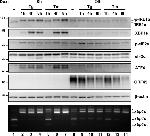 KSHV ORF45 Antibody in Western Blot (WB)
