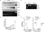 KSHV ORF45 Antibody in Western Blot (WB)