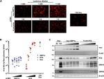 KSHV ORF26 Antibody in Western Blot (WB)