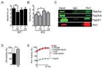 PPP3CB Antibody in Western Blot (WB)